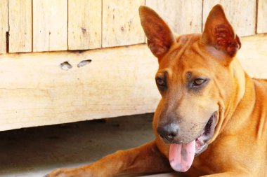 Kahverengi köpek şirin yere bakıyor