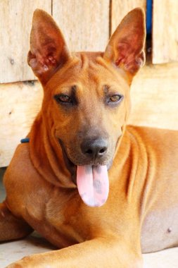 Kahverengi köpek şirin yere bakıyor