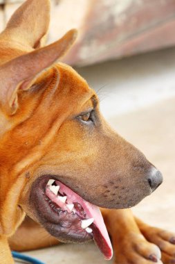 Kahverengi köpek şirin yere bakıyor