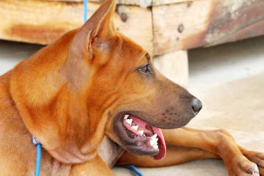 Kahverengi köpek şirin yere bakıyor