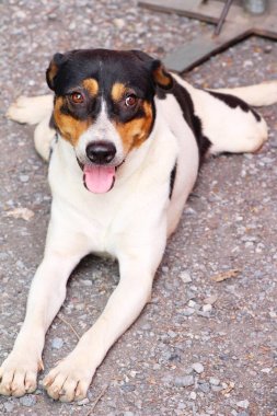 Beyaz ve siyah köpek sevimli bakıyor 