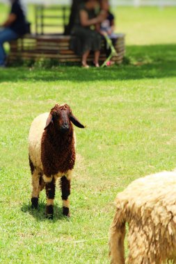 Koyun çiftliğinde doğa ile