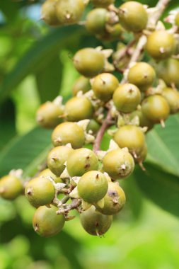 Ağaç doğa ile üzerinde tembul parm