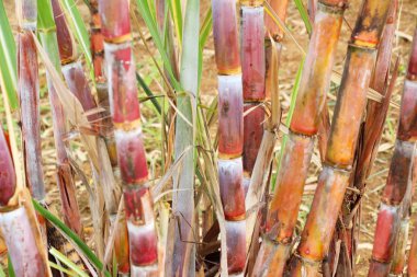 Şeker kamışı ağaç bahçe doğa ile