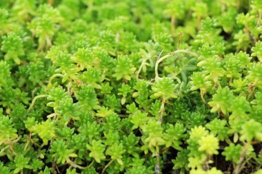 Yeşil yaprak doğa ile bahçesinde