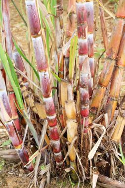 Şeker kamışı ağaç bahçe doğa ile