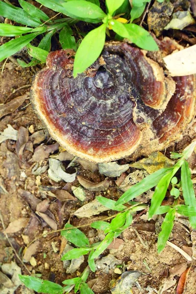 Seta Lingzhi o Ganoderma lucidum con la naturaleza — Foto de Stock