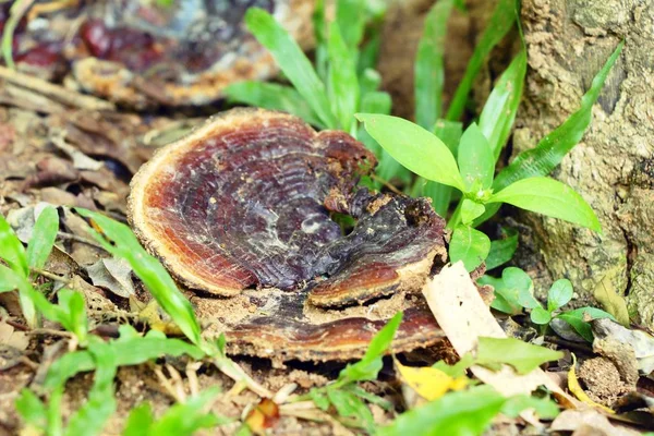 Seta Lingzhi o Ganoderma lucidum con la naturaleza — Foto de Stock