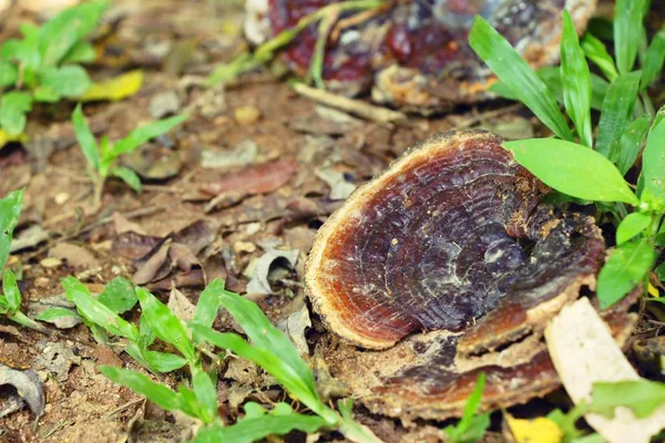 Cogumelo Lingzhi ou Ganoderma lucidum com a natureza — Fotografia de Stock