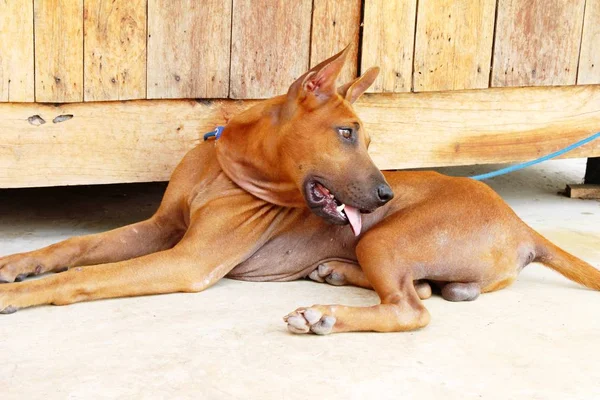 Kahverengi köpek şirin yere bakıyor