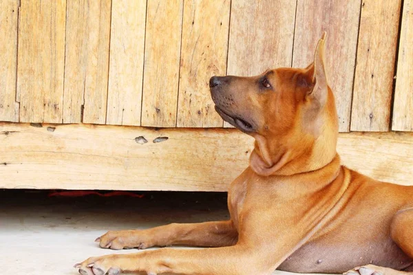 Коричневый пес смотрит на пол. — стоковое фото