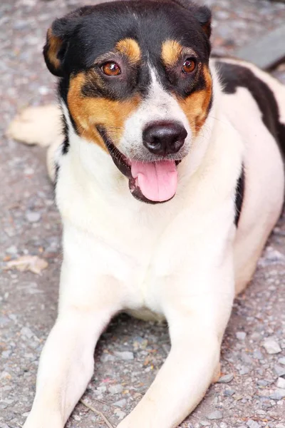 Beyaz ve siyah köpek sevimli bakıyor 