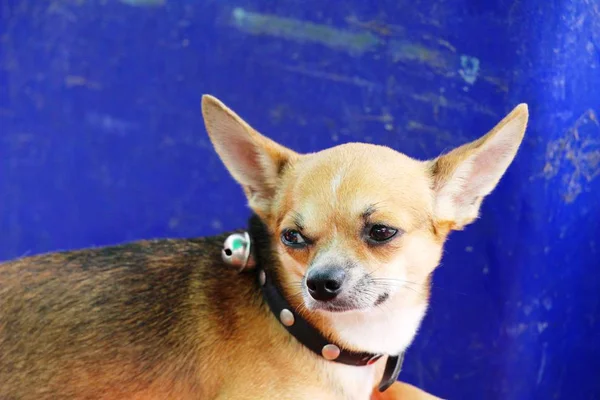Chihuahua brun chihuahua est fixé sur le sol — Photo