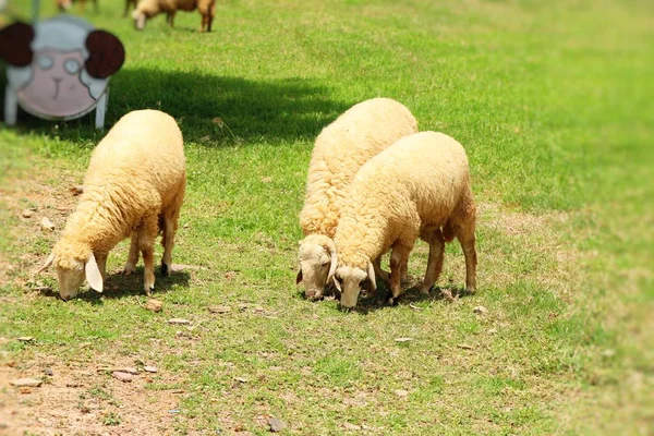 Koyun çiftliğinde doğa ile