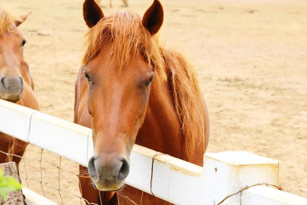 La manada de caballos en la granja —  Fotos de Stock