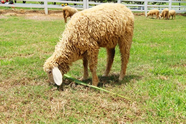 Овцы на ферме с природой — стоковое фото