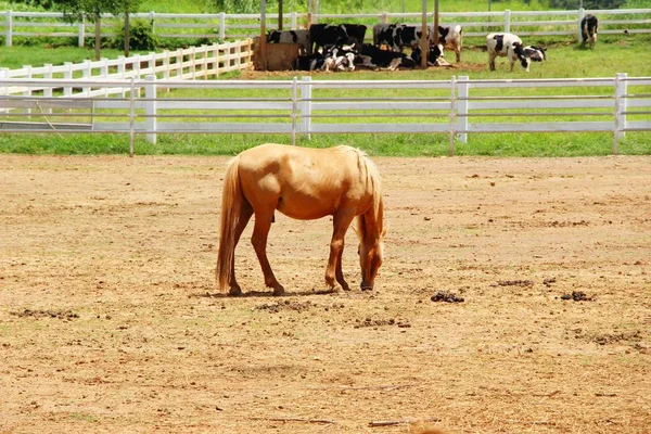 Le troupeau de chevaux dans la ferme — Photo