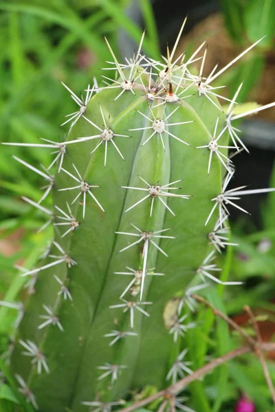 Mooi de cactus in de tuin met de natuur — Stockfoto