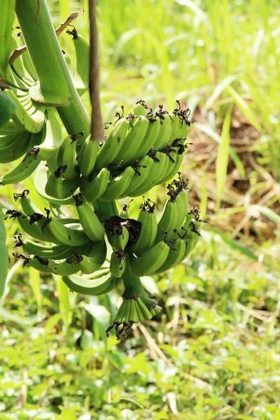 Bando de banana na árvore com a natureza — Fotografia de Stock