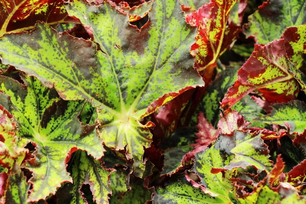 Foglia verde in giardino con la natura — Foto Stock