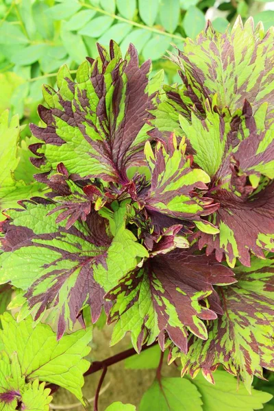 Green leaf in the garden with nature — Stock Photo, Image