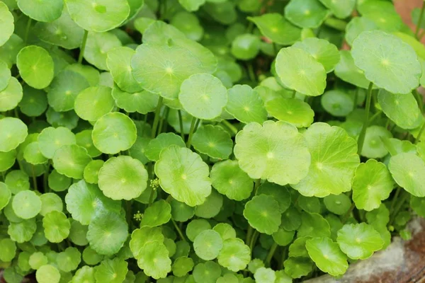 Asya pennywort, doğa ile organik — Stok fotoğraf