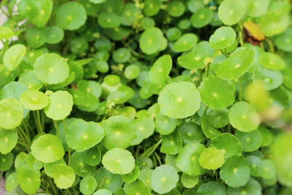 Pennywort asiatico a organico con la natura — Foto Stock