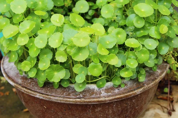 Pennywort asiatico a organico con la natura — Foto Stock