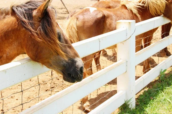 Gruptaki at sürüsü