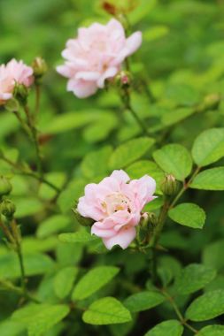 Güzel güller bahçede çiçek açan