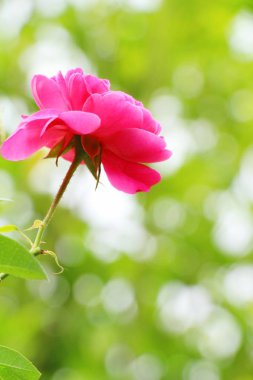 Güzel güller bahçede çiçek açan