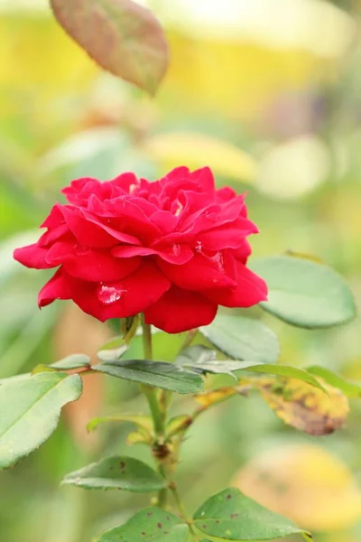 Güzel güller bahçede çiçek açan — Stok fotoğraf