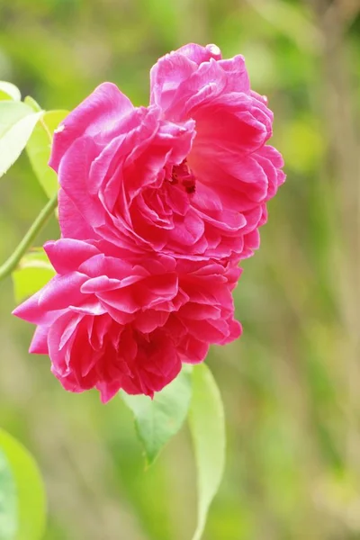 Beautiful roses is blooming in the garden — Stock Photo, Image