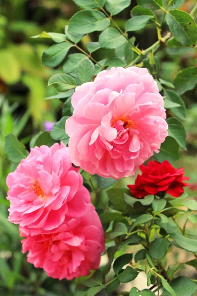 Vakre roser blomstrer i hagen – stockfoto