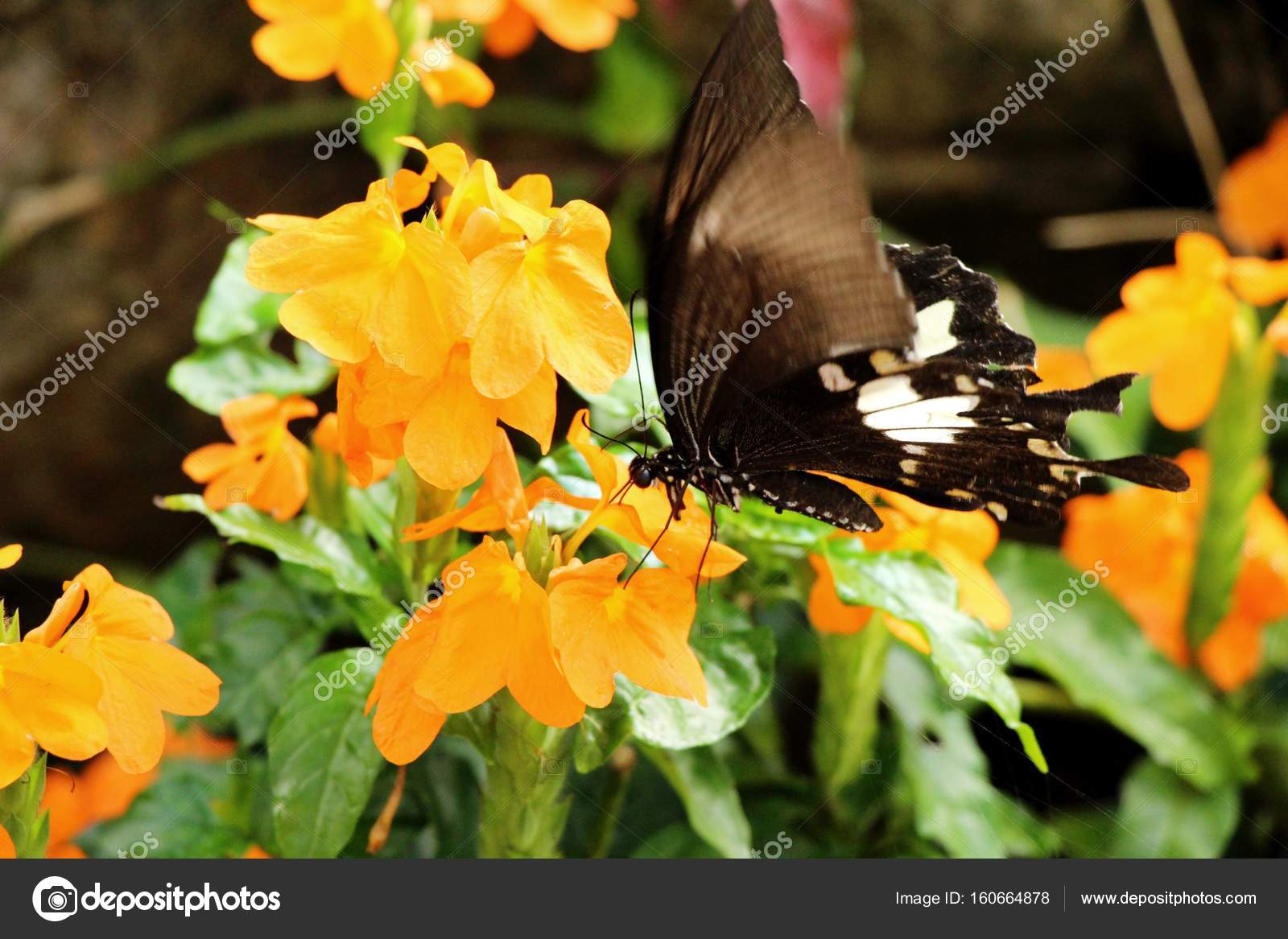 Featured image of post Imagens Lindas De Borboletas E Flores Lindas flores e paisagens cuiab cuiab brazil