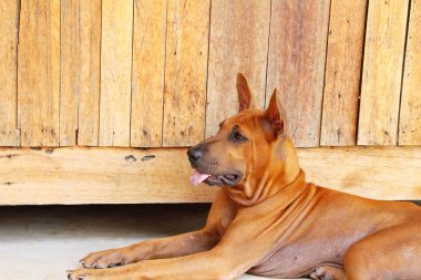 Kahverengi köpek şirin yere bakıyor