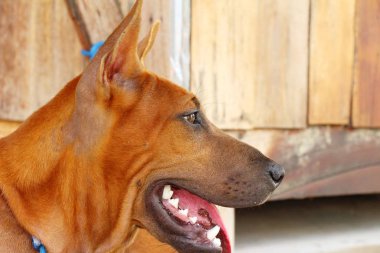 Kahverengi köpek şirin yere bakıyor