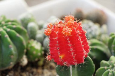 Güzel bahçe doğa ile kaktüs