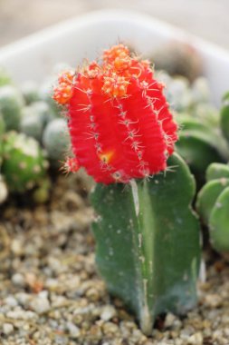 Güzel bahçe doğa ile kaktüs