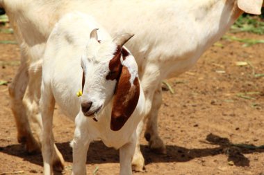 Keçi çiftliğinde doğa ile