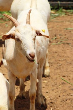 Keçi çiftliğinde doğa ile
