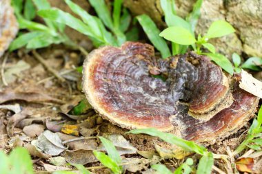 Reishi mantar veya Ganoderma Lucidium doğa ile