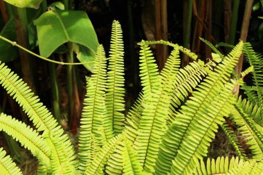 Bahçesinde bulunan doğa eğreltiotu