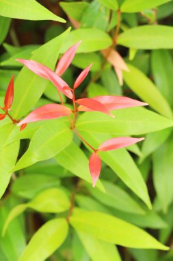 Bahçe doğa ile kırmızı yaprakları