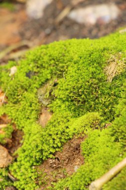 Yeşil yosun doğa ile rock katta
