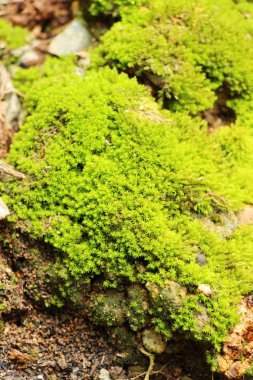 Yeşil yosun doğa ile rock katta