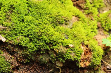 Yeşil yosun doğa ile rock katta