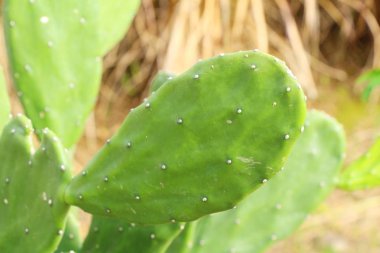 Güzel bahçe doğa ile kaktüs
