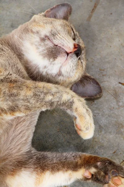 Die Katze schläft auf dem Boden — Stockfoto