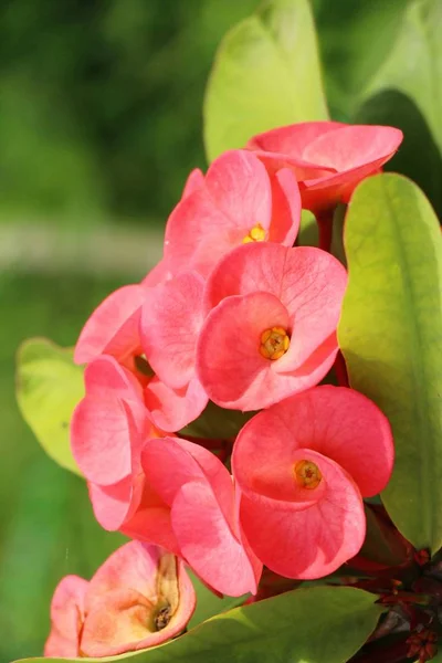 Euphorbia milli kroon van doornen in de natuur — Stockfoto